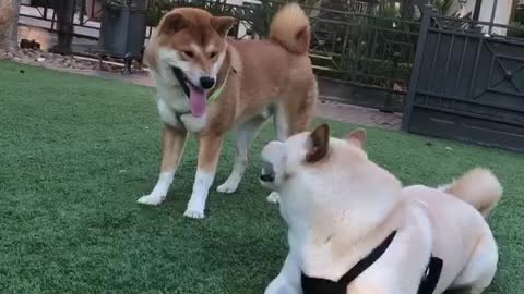 Clever Shiba Inu Outsmarts Friend In Order To Steal Cup