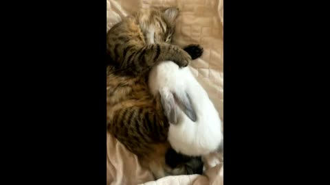 Viral Cat & Rabbit funny Video