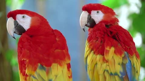 Two beautifully colored parrots