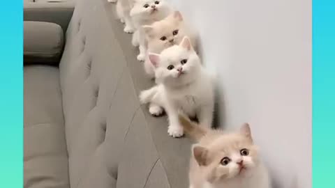 Funny cats