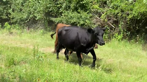 Cowboy Nearly Ran Over By Excited Herd