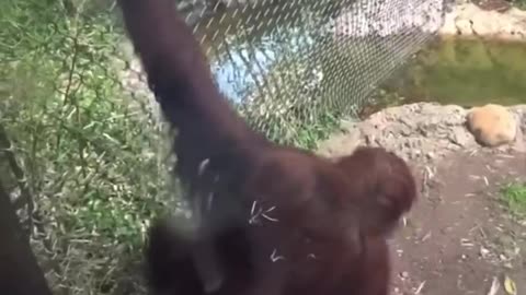 Funny moments of chimpanzee 😂😂