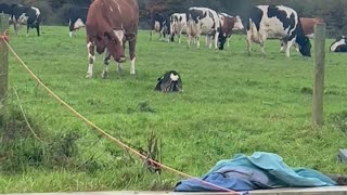 Dog Shows The Cows Who They're Up Against