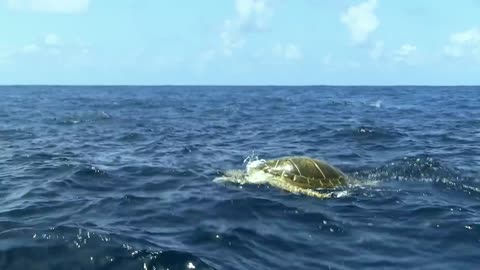 Robot Spy Turtle meets dolphins. Extraordinary filming