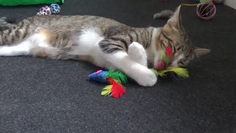 Cute Little Cat Grooms His Toy