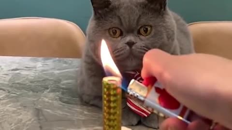 Funny cat birthday.