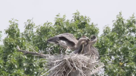 mother stork is feeding