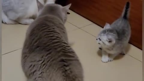 Funny cat fight moments
