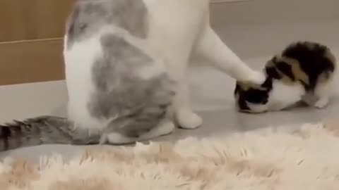 Cat making fun of her baby