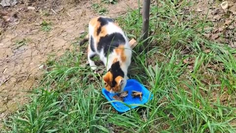 Cute pregnant cat drinking water after eating.