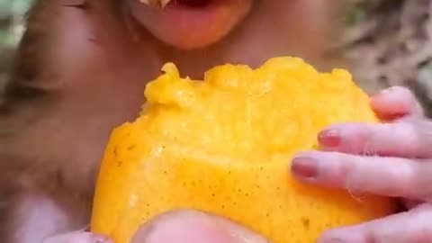 Baby monkey enjoy eating mango!🐒🥭😍