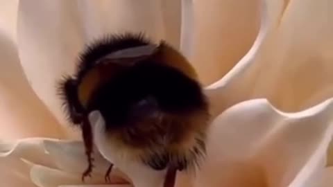 Bee turns a flower into a bed