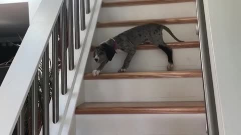Stairs are Scary For the Puppy