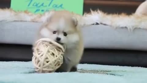 Cute and adorable dog play ball in his room funny video