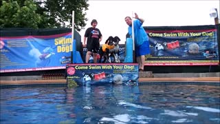 Standard Poodles Harry & Louie dock jump into swimming pool simultaneously