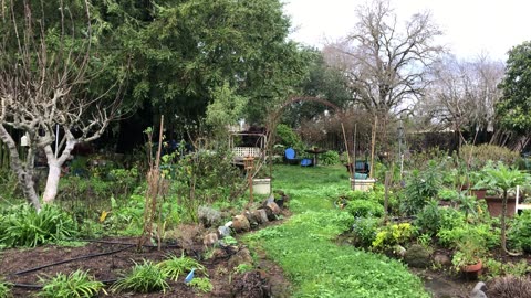 Come along with me for a post-Storm Garden Tour... after raining 7" here during Week#9 of Winter ...
