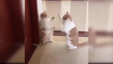 Adoreable funny cats videos