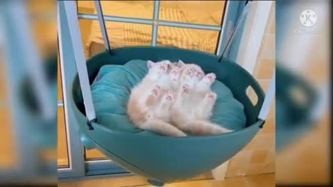 two cute cats sleeping