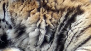 Amazing Facts about Siberian Tiger | Interesting Facts