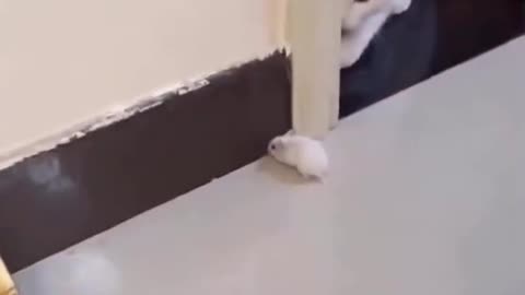 Cat VS Mouse