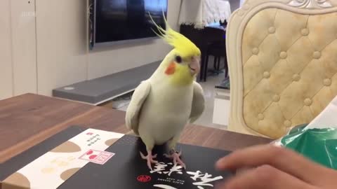 Cockatiel tap dancing on a box