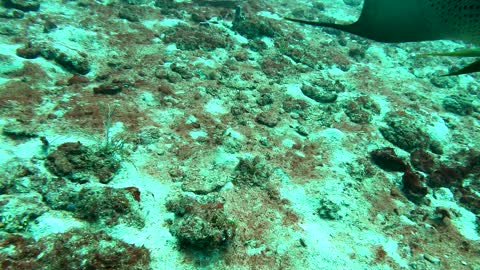 Curacao Underwater and offshore Deerfield Beach 2021