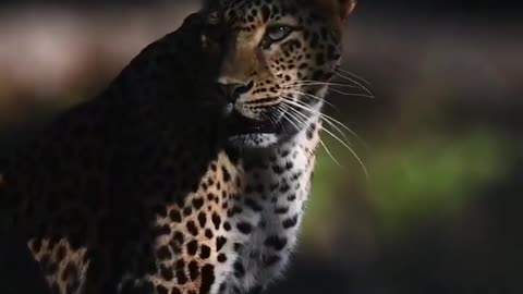 beauty of a wild jaguar 😍🐱🐆