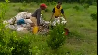 Galakan ketahanan pangan nasional komoniti sorgum Lanadul tanjung Pinang