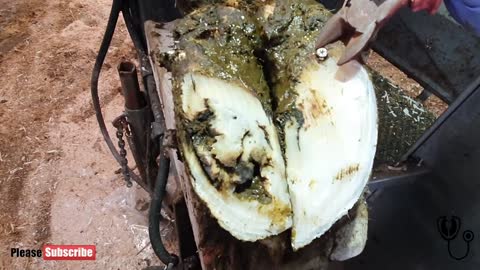 rusty SCREW stuck in COWS HOOF | The Hoof