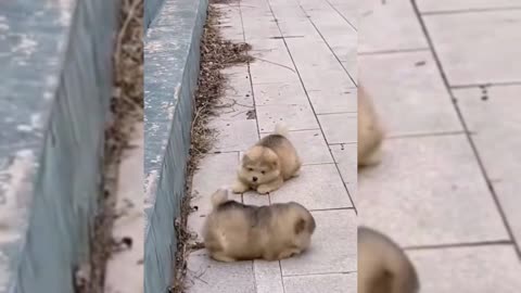 Cute dog wrestling, very cute