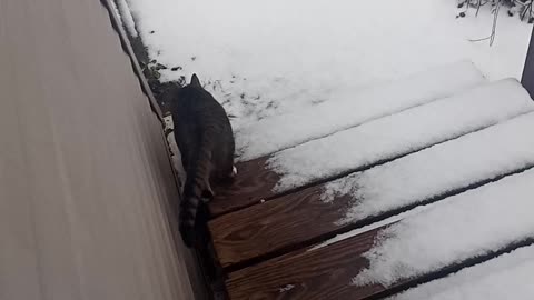 DJ Cat Pondering Snow