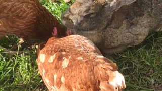 Rabbit and Chicken Share Brezel