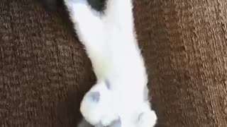 Grey and white kitten lays under green toy