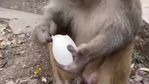 Funny monkey part 1