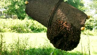 BEE SWARM IN AUGUST