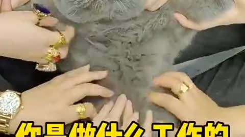2022 Pets Funny Cute Likes Let's touch the kitten's belly