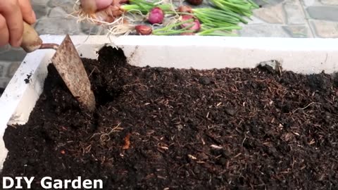 How to grow onion and garlic in styrofoam box