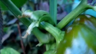Quick Garden Harvest | Eggplant, peppers, tomatoes