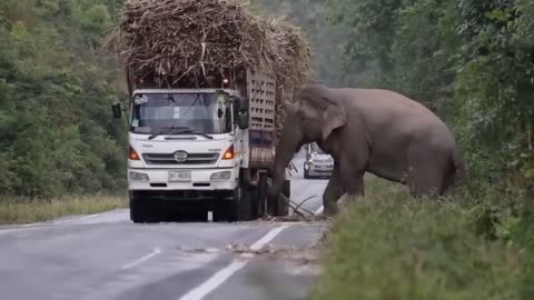 Greedy- Wild- Elephant