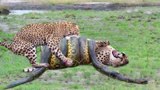 Python Too Aggressive! Giant Python Hunt Leopard Cubs When Mother Leopard Hunting Impala