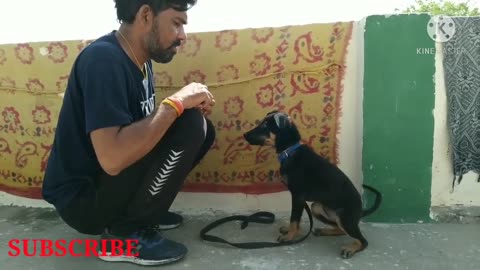 🐕 How to train dog home