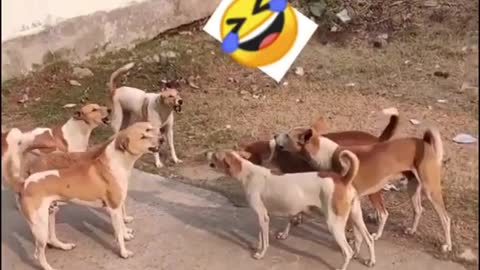 dogs funny fights 🤣😂😂