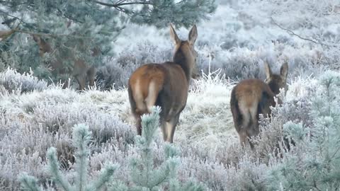 deer family animals