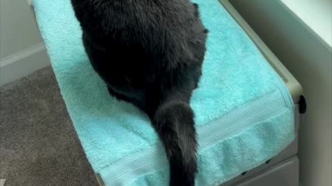 Adopting a Cat from a Shelter Vlog - Cute Precious Piper Gets Settled In at the Spa #shorts