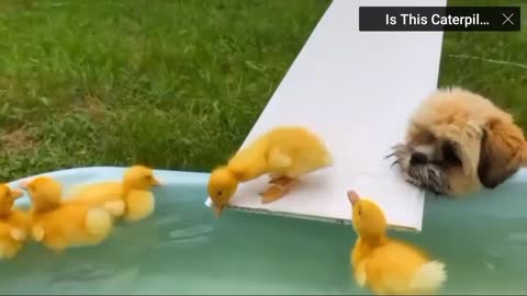 Cute puppy playing with ducks😘