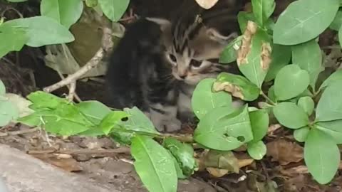 😻😻😻😻😻😻Omg Cute fluffy kitten hiding in the bushes😻😻😻😻