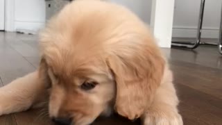 Golden pup trying frozen yogurt for the first time