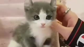 Loving Small Kitten