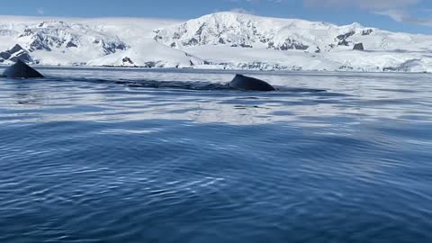 Killer whale humpback whale shark walking in a sea water new viral