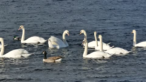 Flock Of Ducks